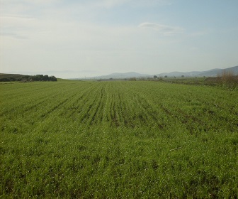 Bursa da satılık Arsa